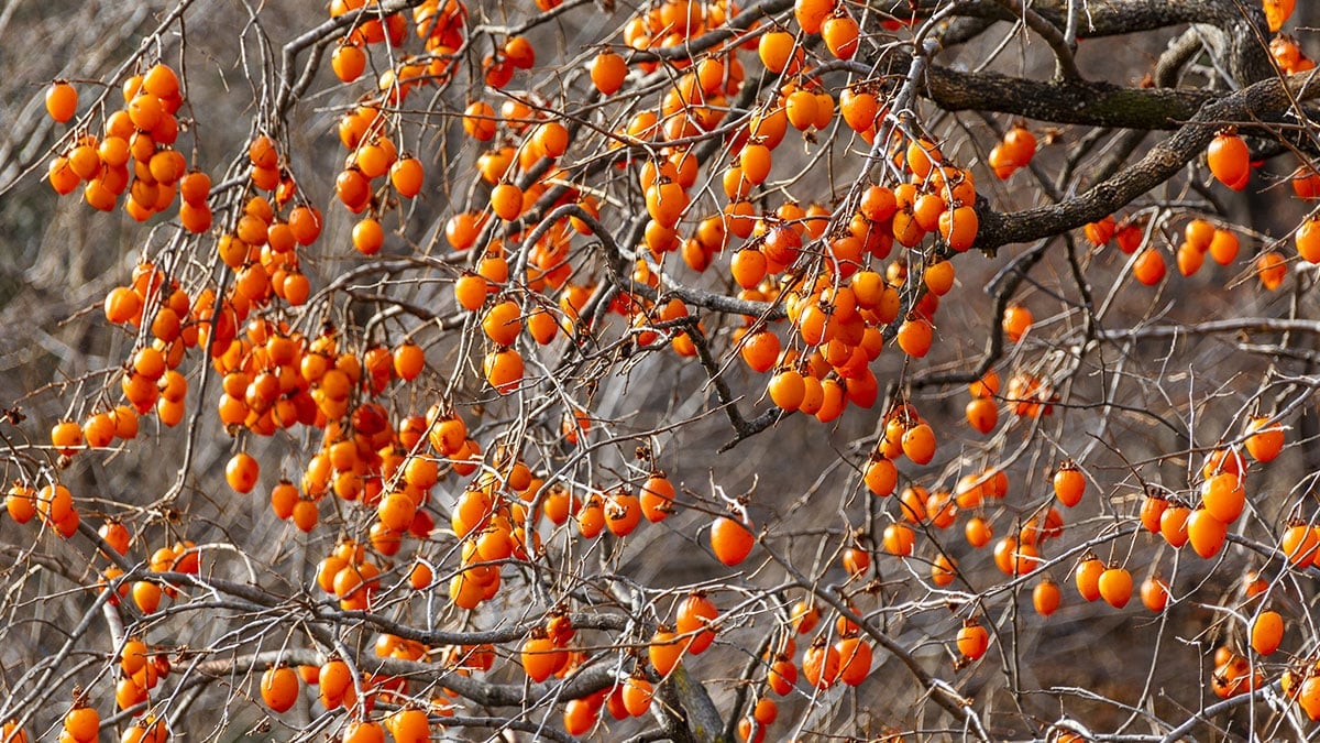 변비 때문에 피했는데…겨울 제철인 ‘이 과일’ 눈 건강까지 챙긴다