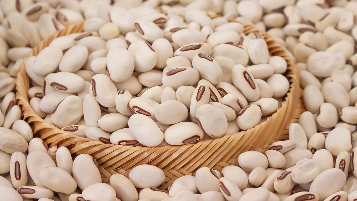 비염으로 고생한다면 ‘이 콩’ 드세요…일반 콩의 3배, 비염·잇몸병·변비 챙기는 ‘거대 콩’ 정체