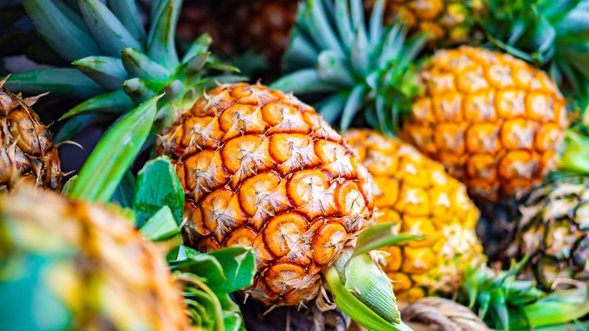 파인애플 파인애플