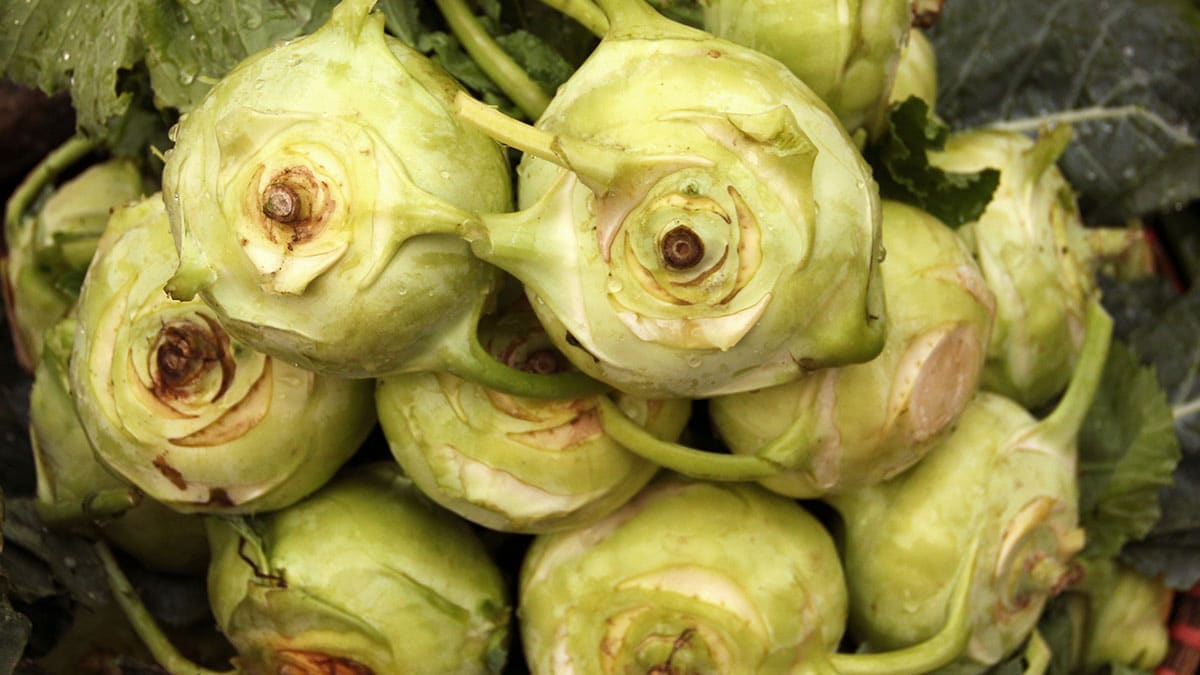 레몬의 비타민C 3배인데 27kcal…겨울 제철 맞아 과일만큼 당도 오른 ‘둥근 줄기 채소’