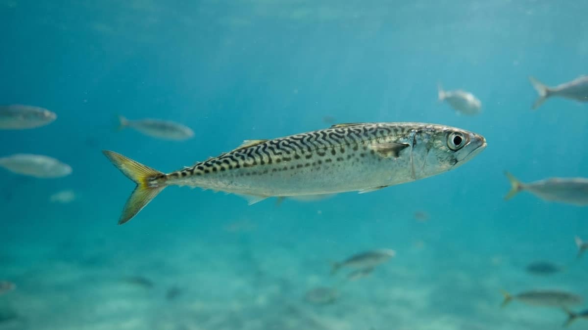 망치고등어 망치고등어