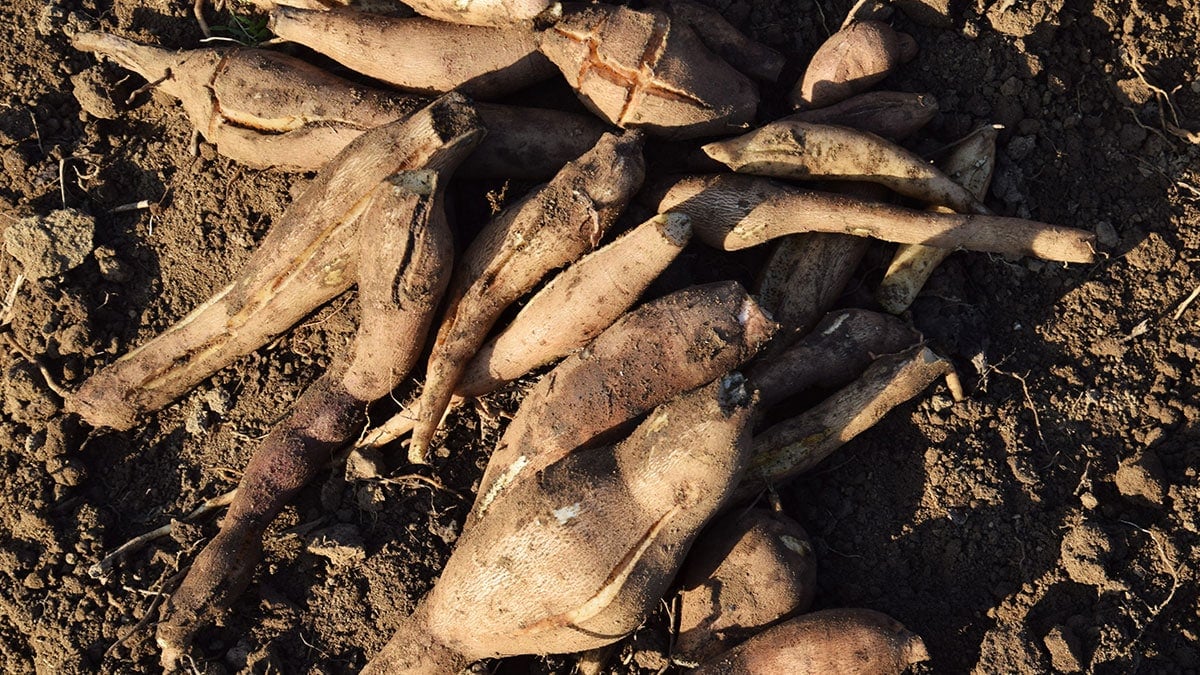 진흙 속에서 자라는데 비타민C가 무려 57mg…이듬해 6월까지 수확되는 ‘제철 식재료’