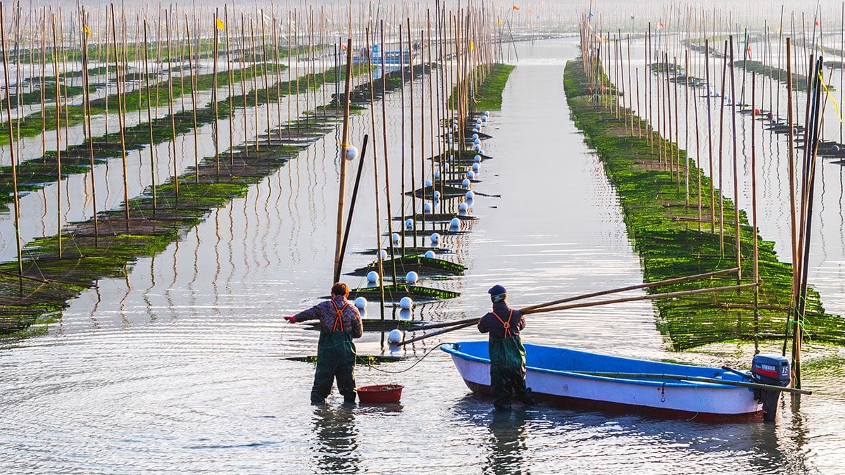 이렇게 까다로운 재료였나…지금 놓치면 1년을 기다려야 한다는 ‘겨울 식재료’