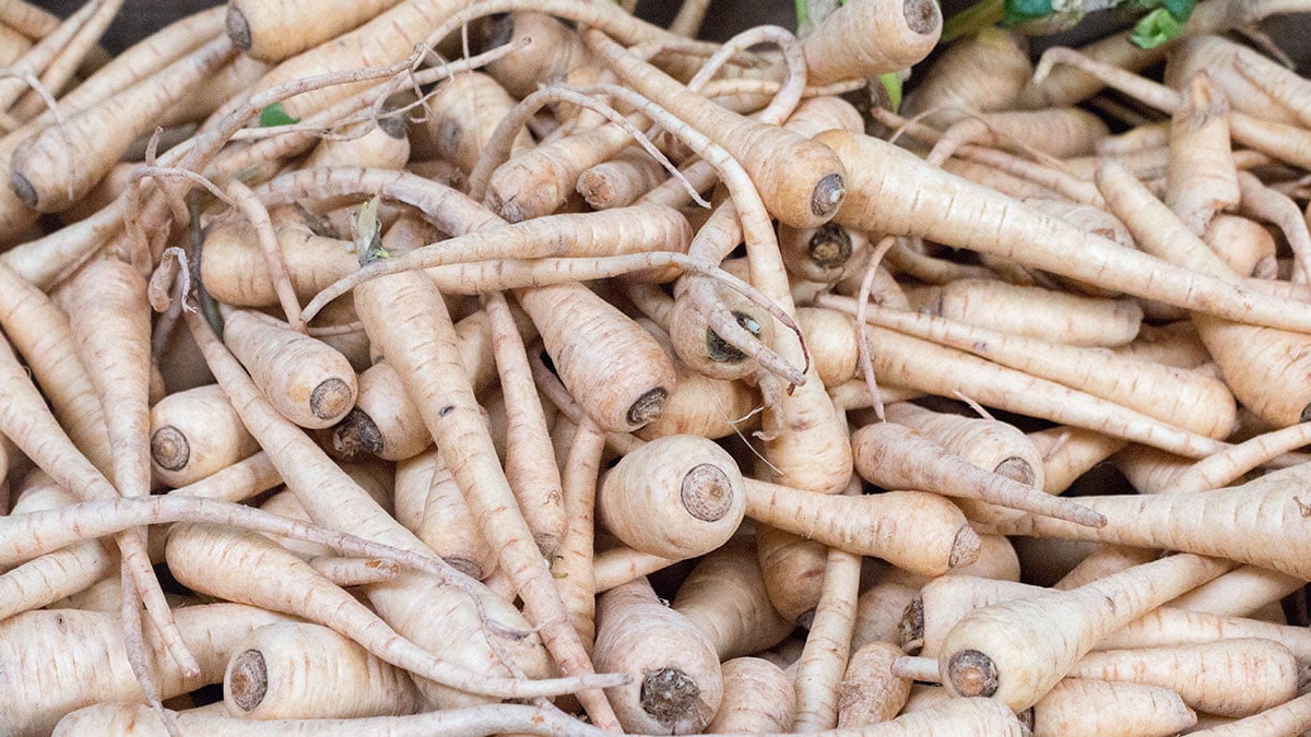 당근도 아니고 무도 아닌 것이…익히면 고구마보다 달콤하다는 ‘겨울 식재료’ 재발견