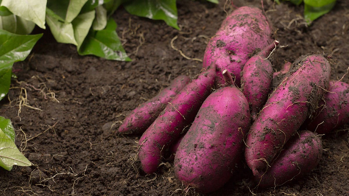 건강 간식인 줄 알았는데 ‘독’이라니…공복 섭취하면 오히려 피부 망친다