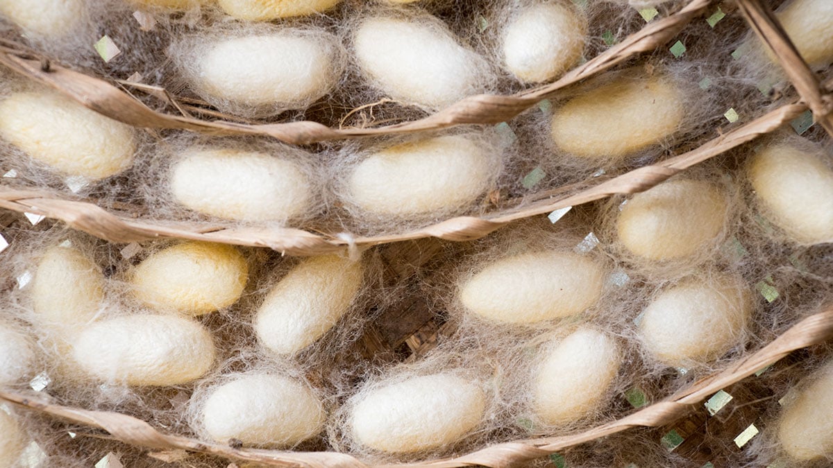 그냥 길거리 간식인 줄 알았는데…소고기보다 단백질 3배 높다는 겨울철 ‘국민 간식’