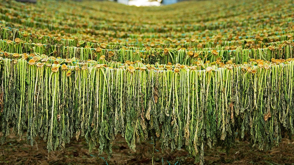 말린 무청 말린 무청