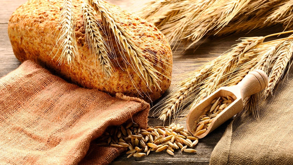 호밀, 호밀빵 호밀, 호밀빵