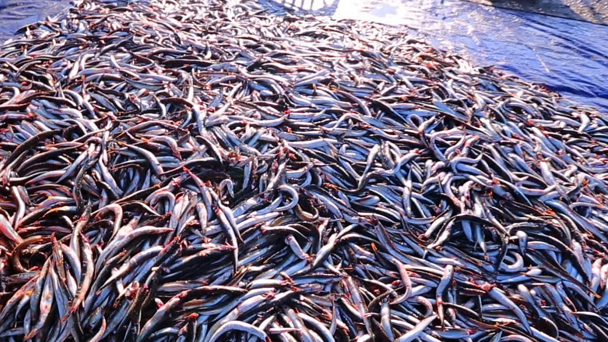 산란기 맞아 뱃속 알 가득…20~25마리에 1만원, 속초서만 147톤 어획된 ‘겨울 별미 수산물’