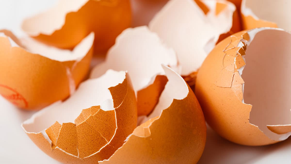 계란껍질 계란껍질