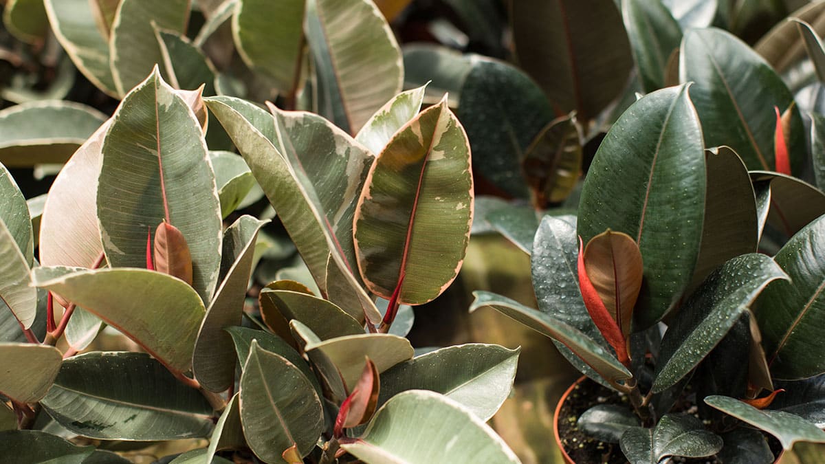 고무나무 고무나무