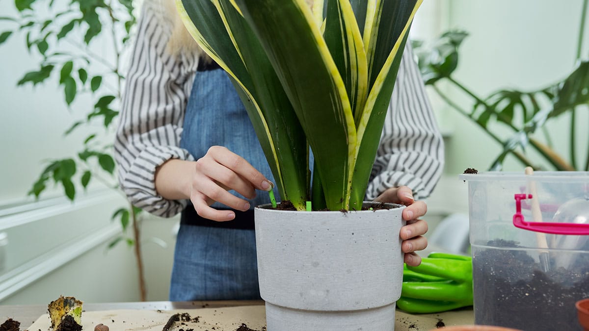 산세베리아 산세베리아