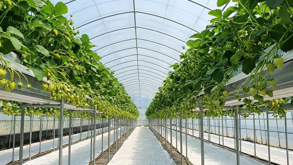 비타민C 풍부해 좋은 줄만 알았는데…공복에 먹으면 오히려 독이라는 ‘겨울 제철 과일’