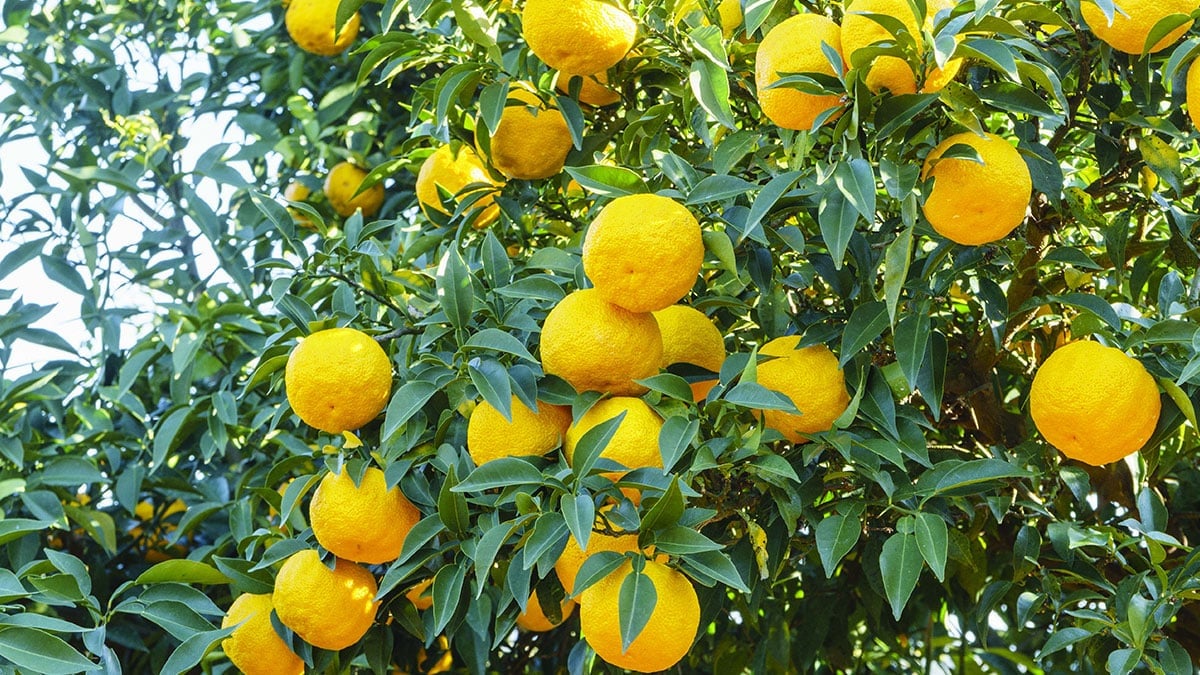 유자 열매 유자 열매