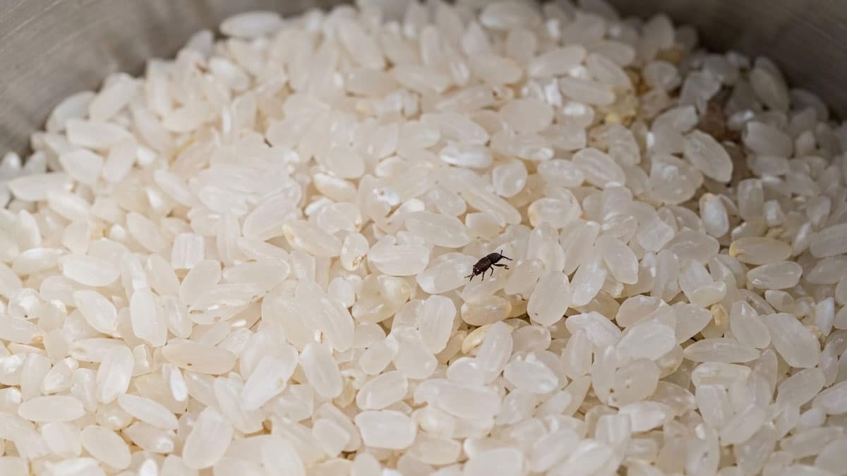 겨울이라고 쌀 그냥 두면 안 됩니다…’이 2가지’만 넣어두면 쌀벌레 완벽 차단됩니다