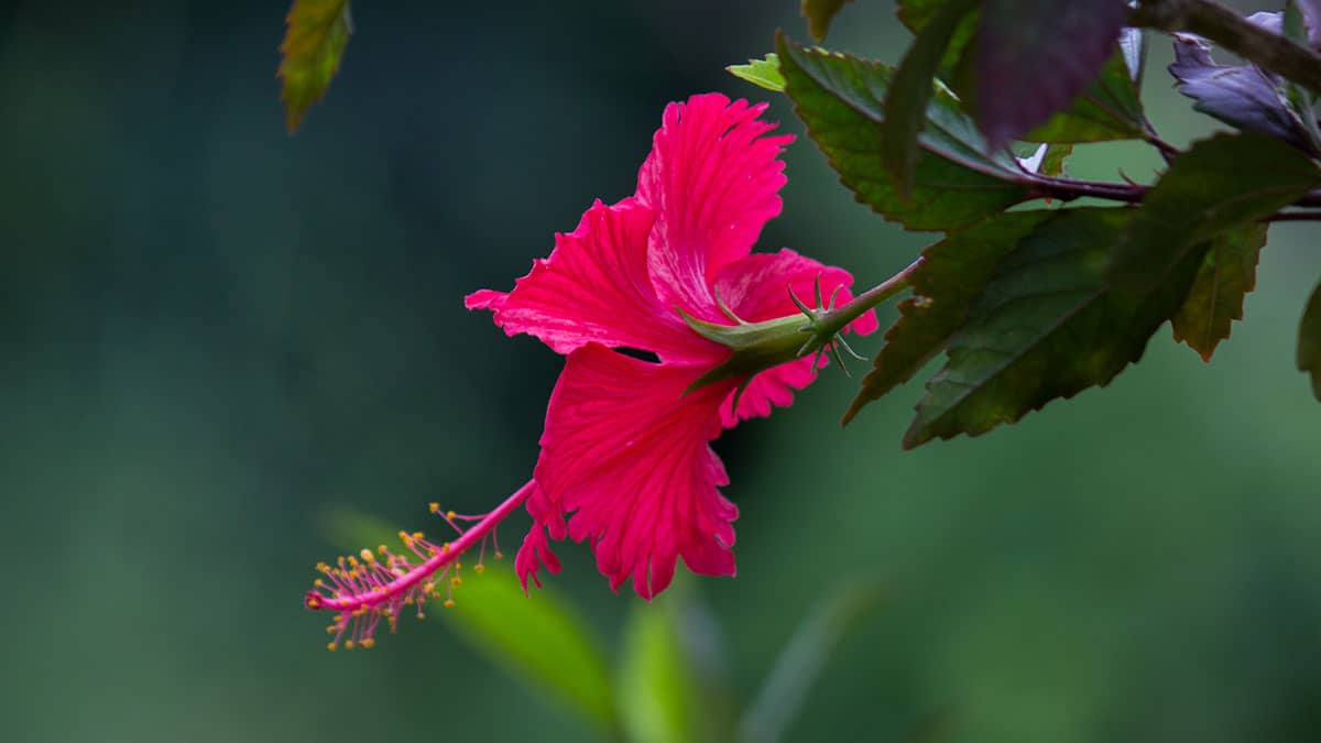히비스커스 꽃