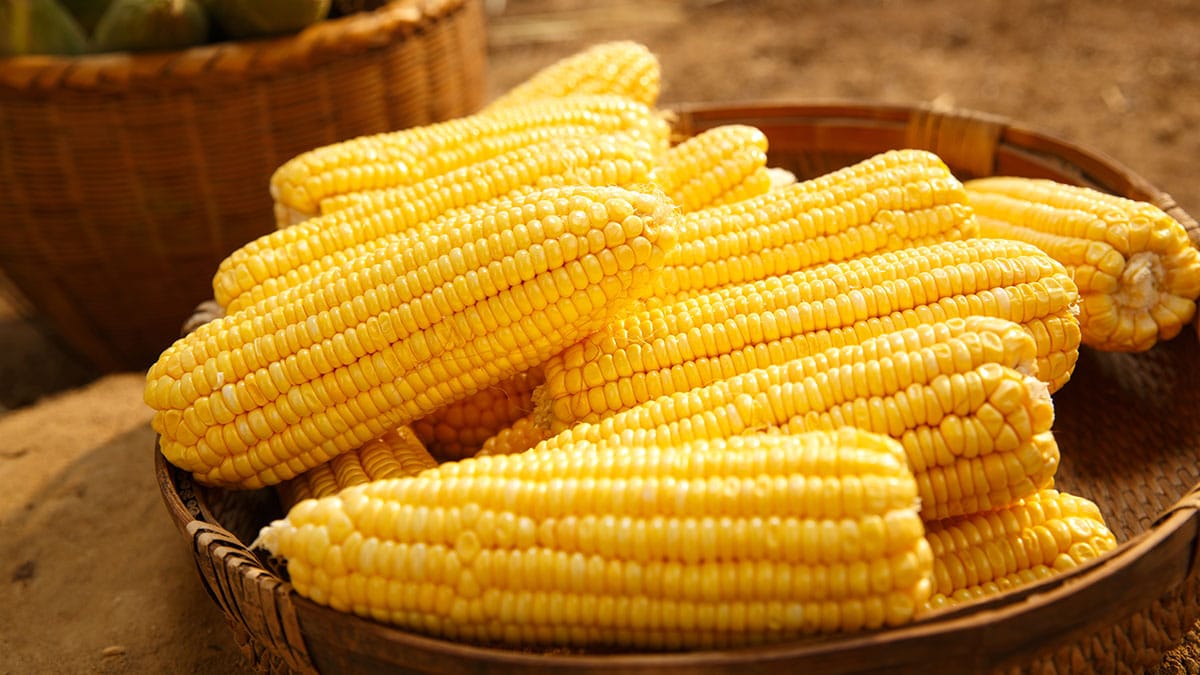 옥수수