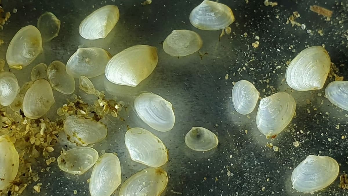 왕우럭조개 왕우럭조개