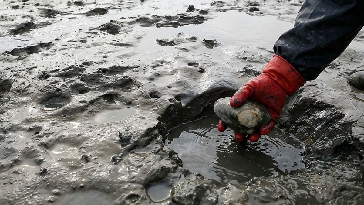 왕우럭조개 왕우럭조개