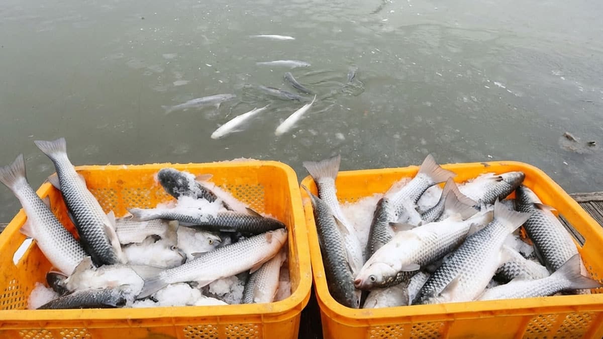 겨울 되니 한강서 우르르 잡힌다…1만 원대로 풀린 고단백 ‘제철 수산물’