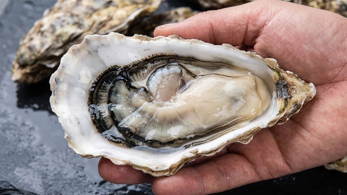 통영 개체 굴 통영 개체 굴