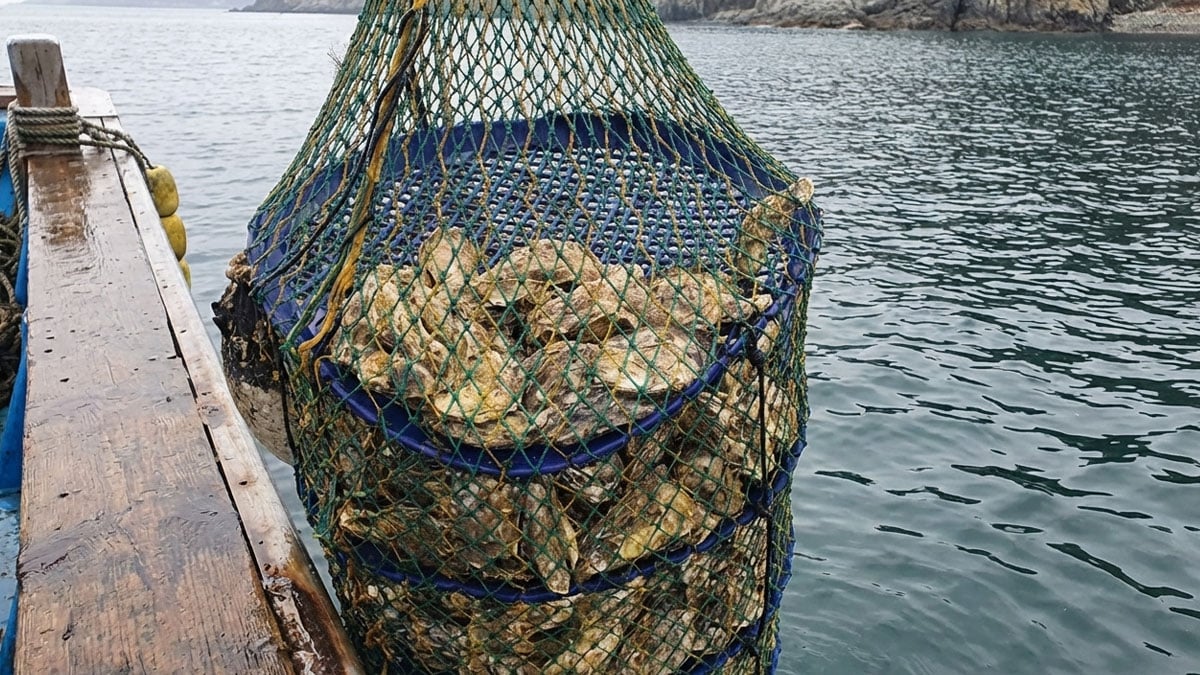 통영 개체 굴 통영 개체 굴