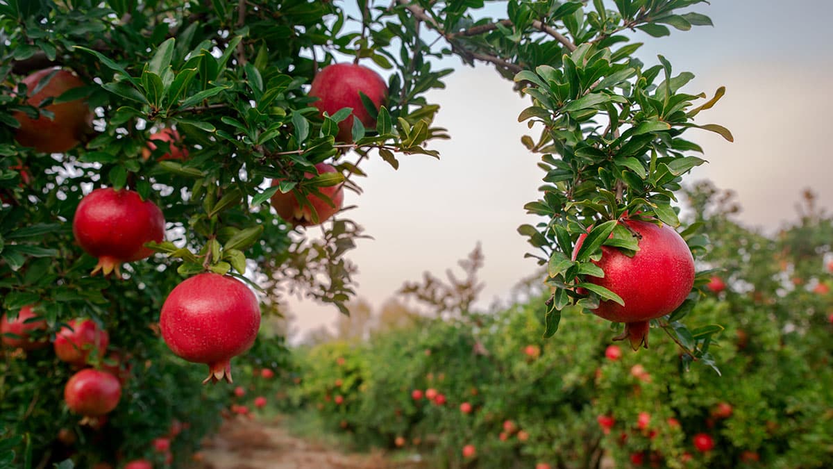 알고 보니 냉장 보관 금물…실온에서 1~2주 후숙시켜야 맛있어지는 겨울 ‘제철 과일’
