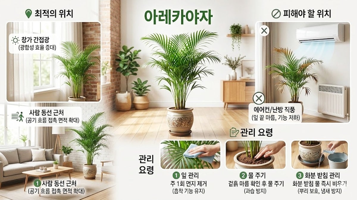 아레카야자 공기정화