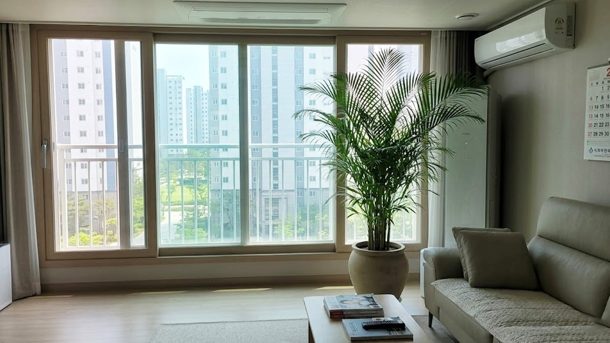 거실에 둔 아레카야자