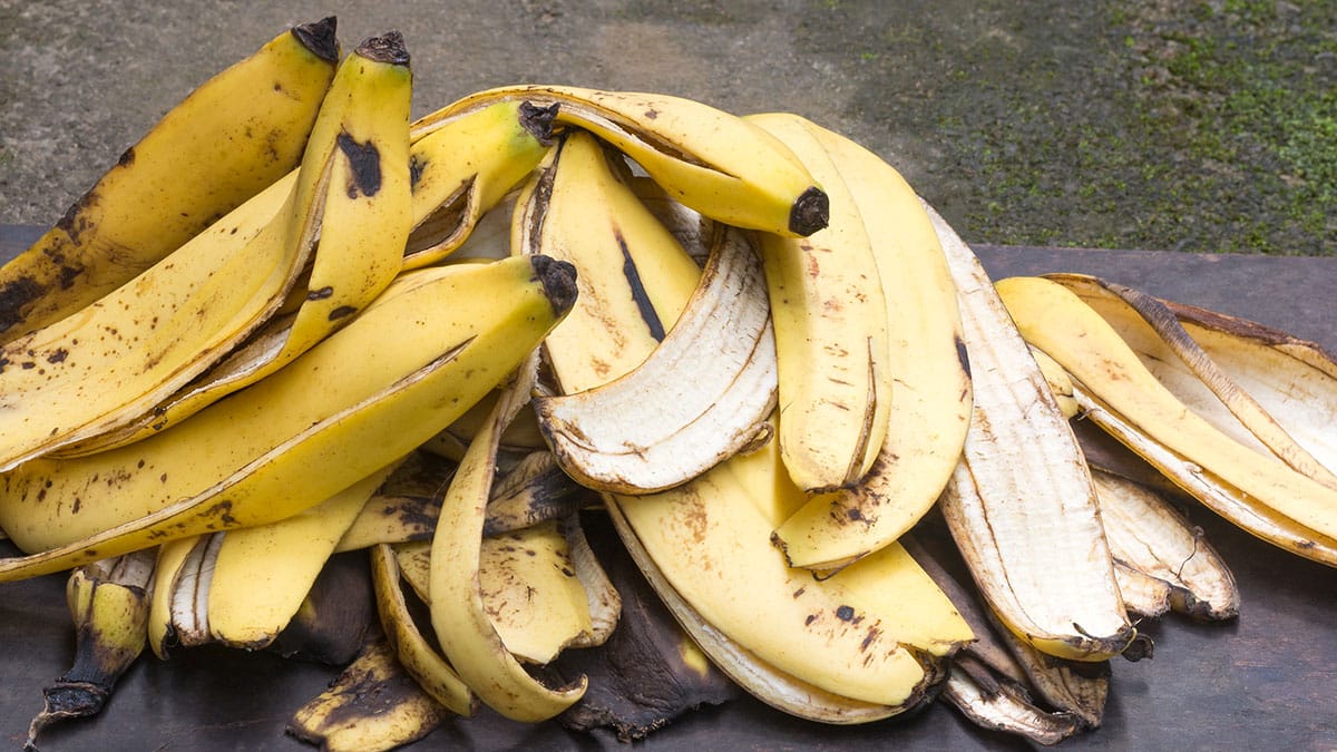 이제 바나나 껍질 버리지 마세요…’이렇게’ 사용하면 5번 더 쓸 수 있습니다