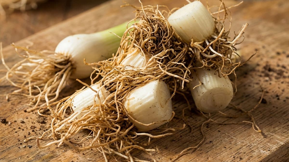 대파 뿌리