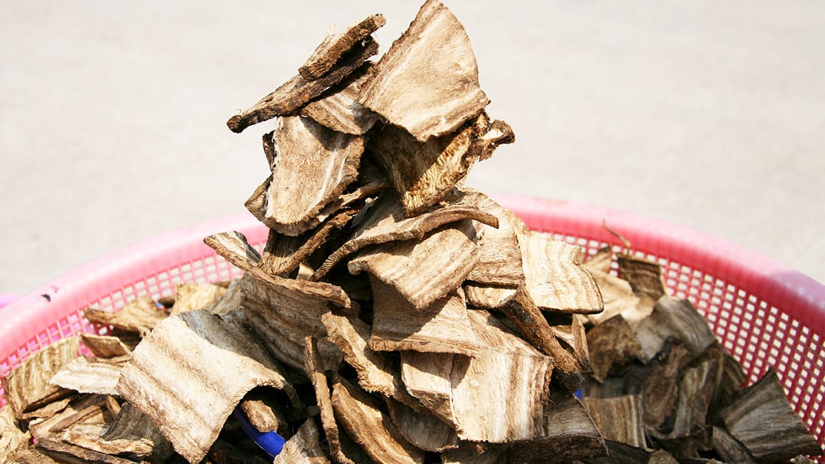 한국에선 흔해서 잡초 취급…독일에선 ‘금보다 비싼 대접’ 받는다는 식재료