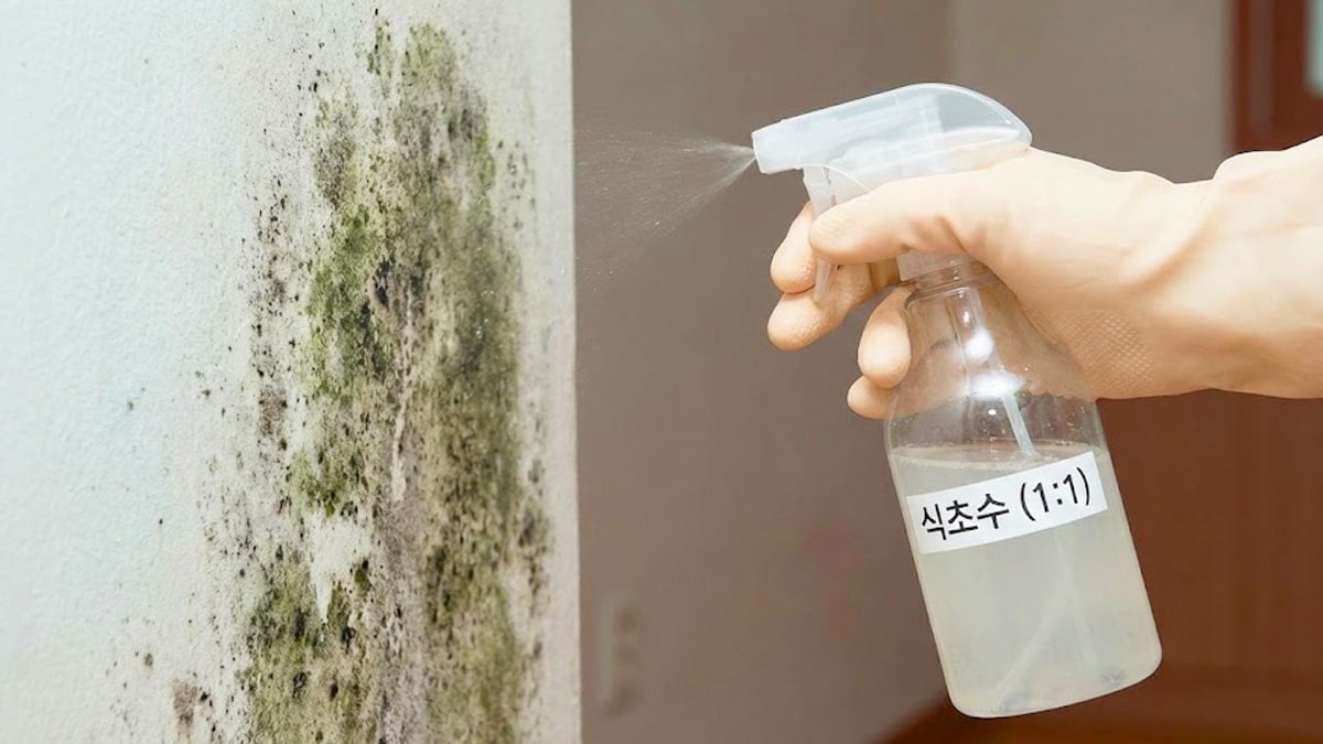 벽에 핀 곰팡이에 식초수를 뿌리는 모습 벽에 핀 곰팡이에 식초수를 뿌리는 모습