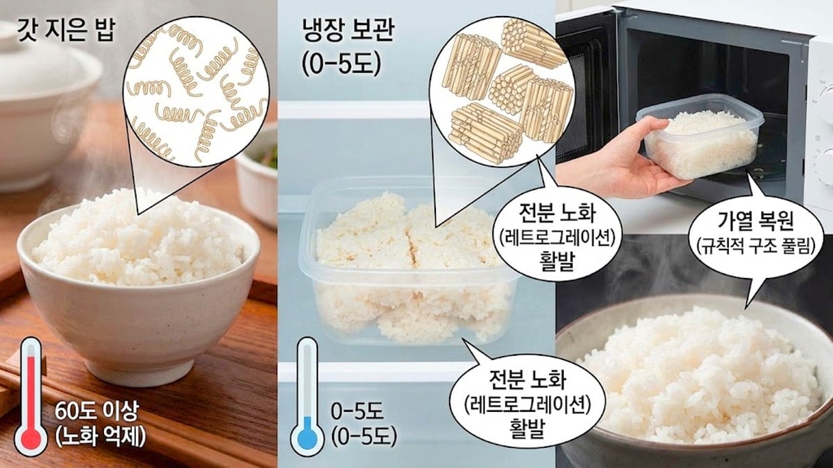 밥이 굳는 현상 밥이 굳는 현상