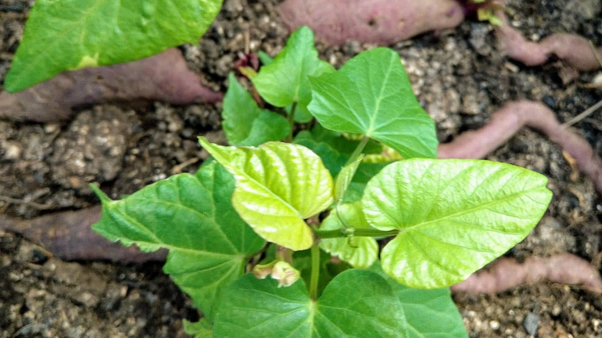 고구마 잎 고구마 잎