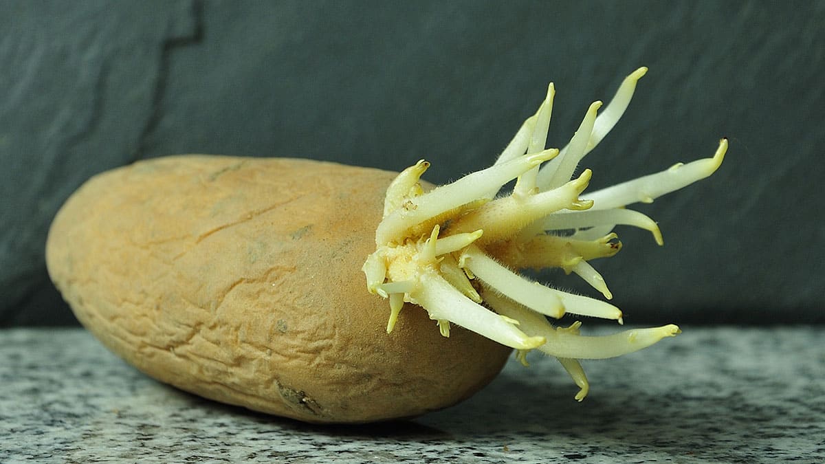 감자 싹 감자 싹