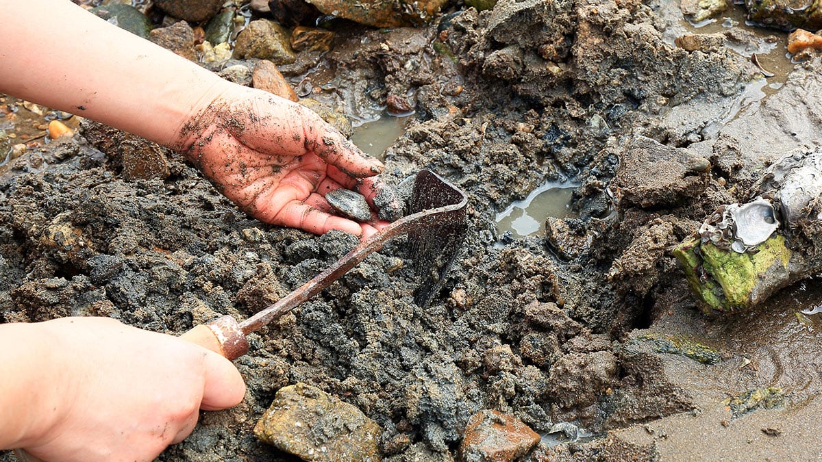 봄 조개 절대 끓는 물에 넣고 삶지 마세요…’여기에’ 먼저 넣어야 부드럽고 먹기 편합니다