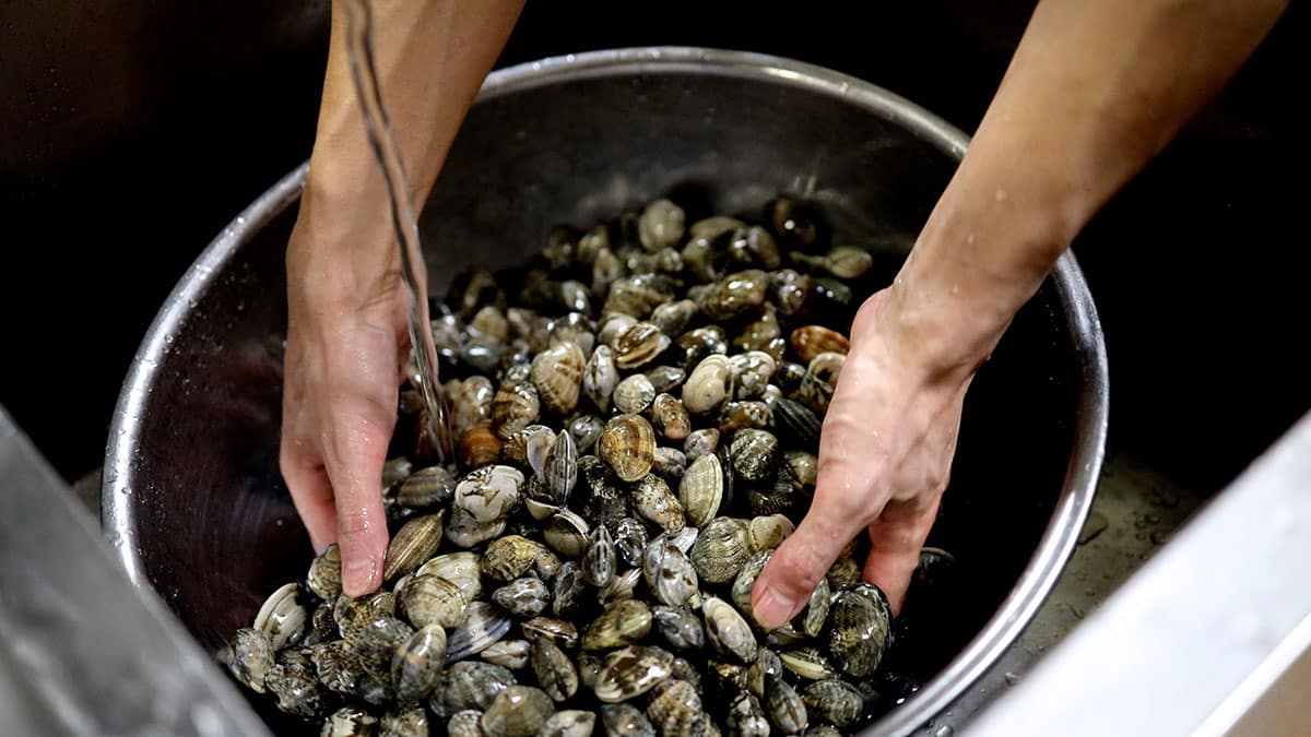 바지락 삶을 때 ‘이 물’부터 부어보세요…살이 한쪽에 붙어 먹기 훨씬 편해집니다