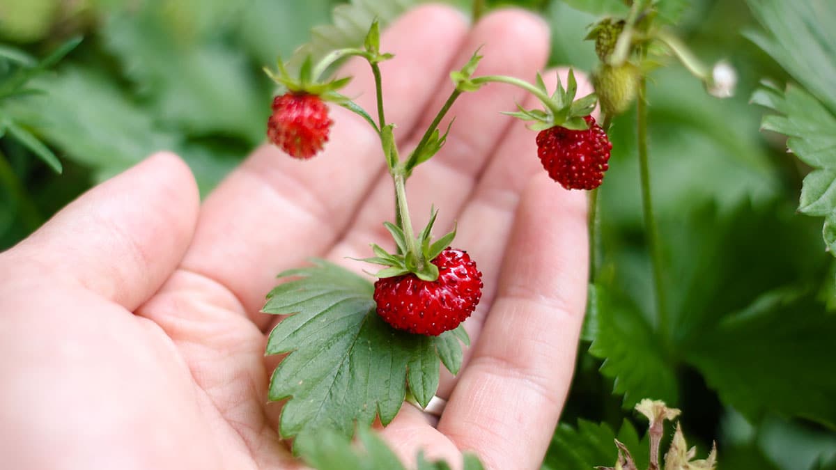 제발 미리 씻지 마세요…수분 닿는 순간 무르고 변질되는 봄 ‘제철 과일’의 정체
