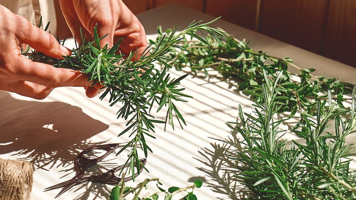 로즈마리 로즈마리