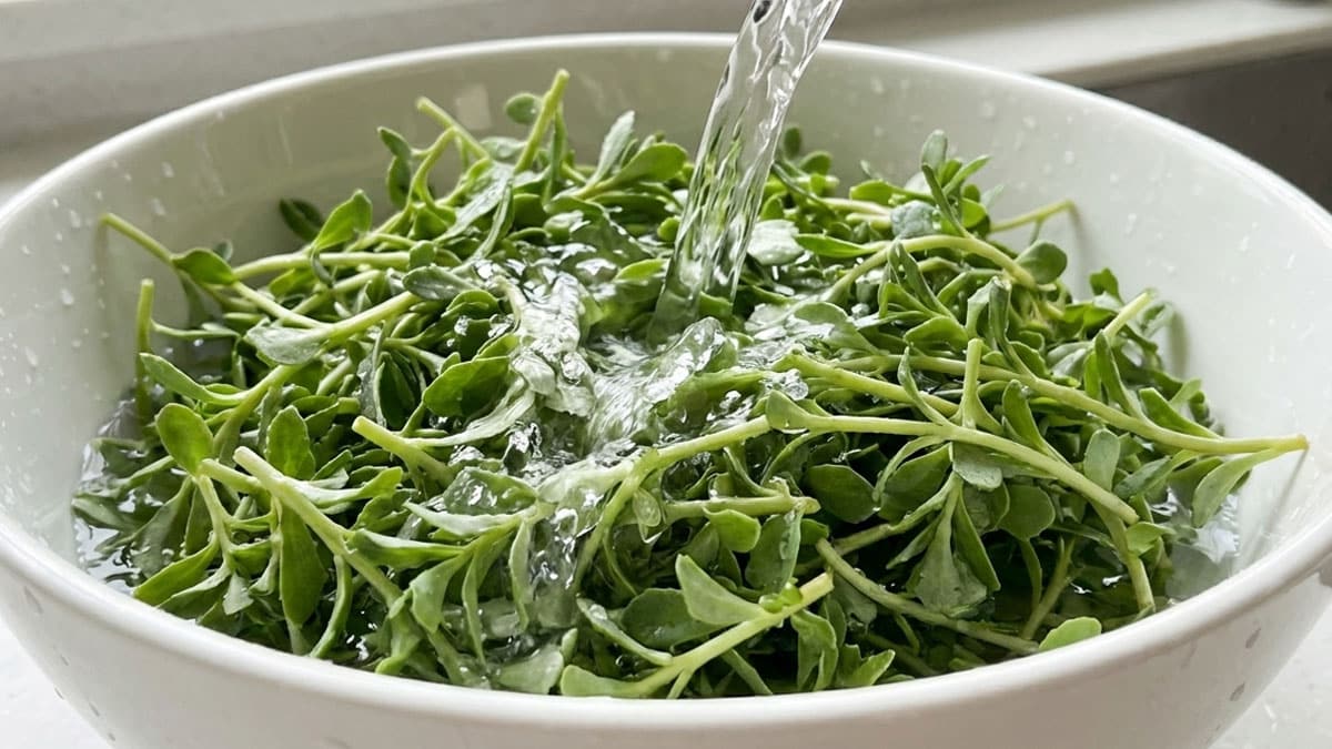 돌나물 세척 돌나물 세척