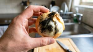 곰팡이 난 양파