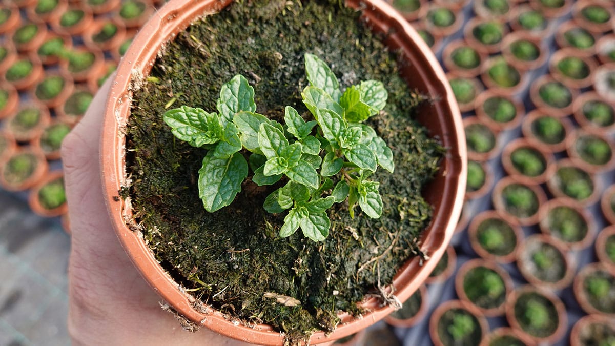 창가에 화분 하나 갖다 놓아 보세요…모기 들어오던 길이 싹 끊깁니다